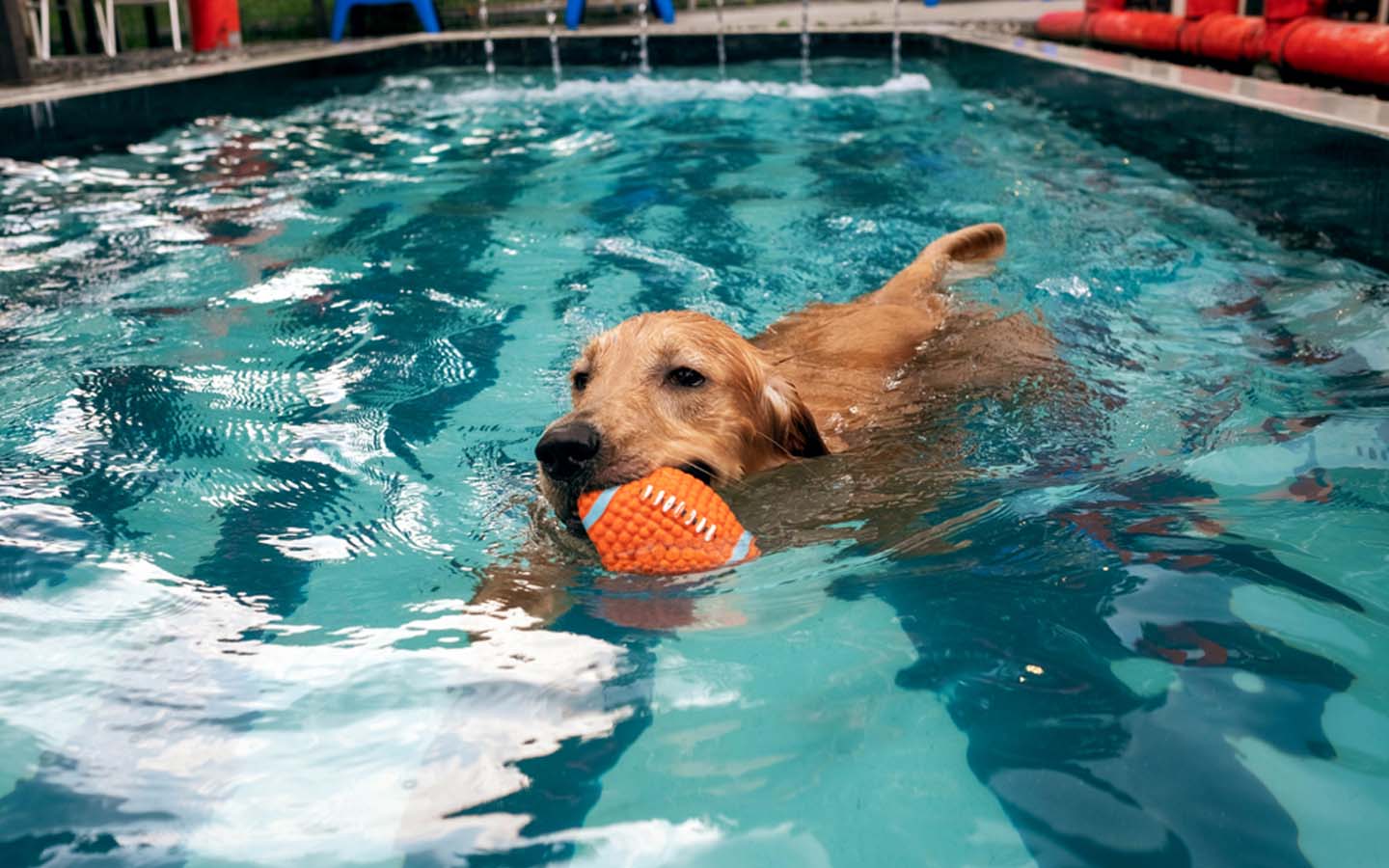 Best Dog Daycares in Dubai Dog House, Dog Walk & More MyBayut