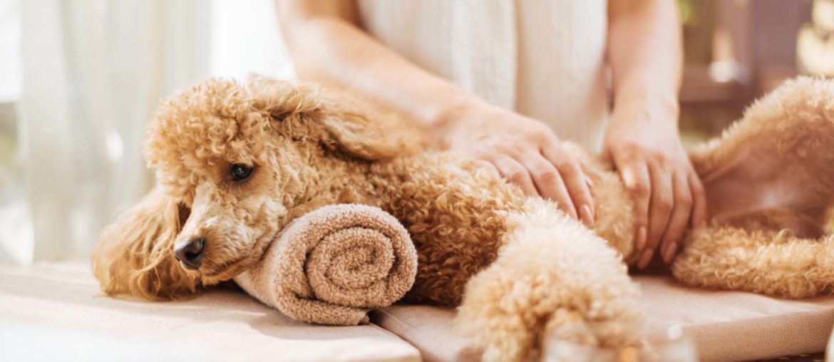 Best Dog Daycares in Dubai Dog House, Dog Walk & More MyBayut