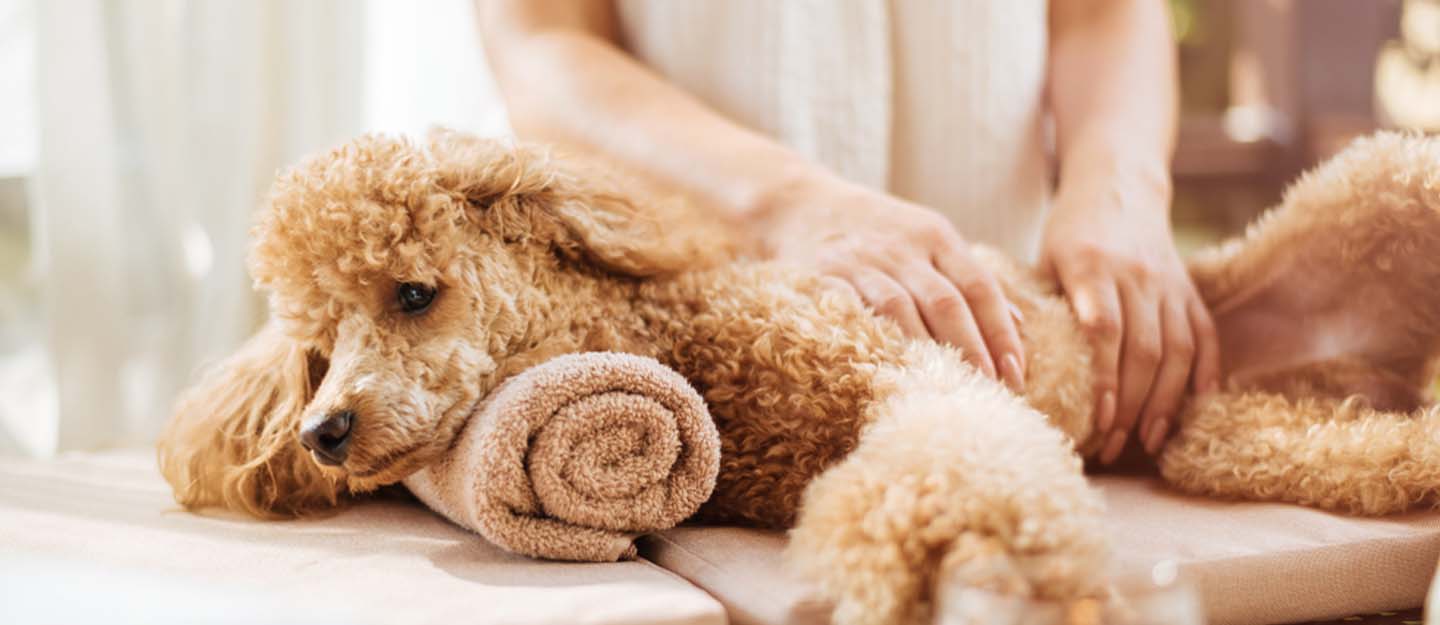 Dog Daycares in Dubai 2026