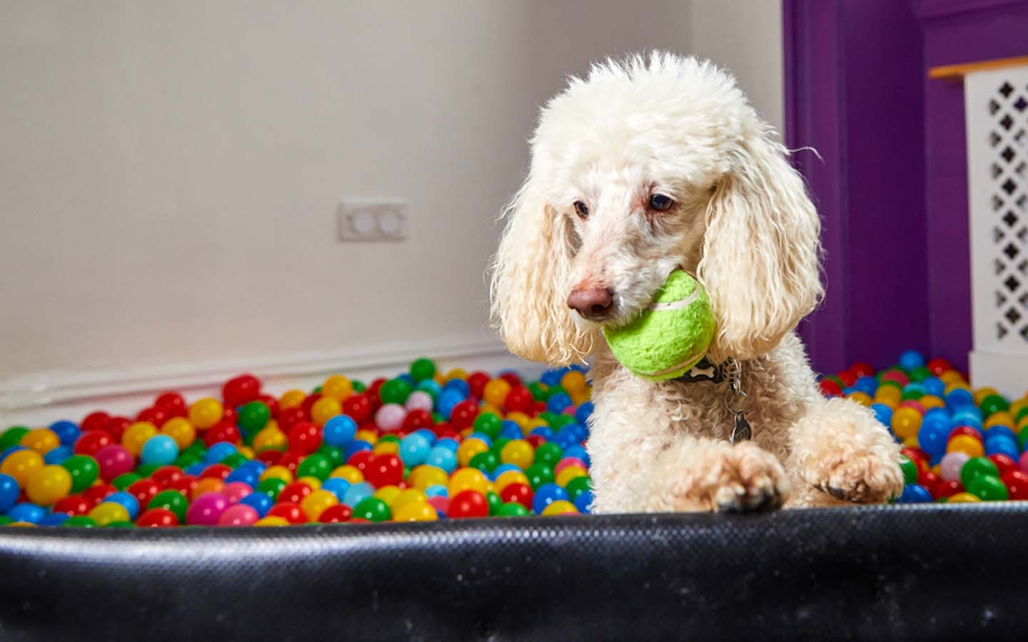 Best Dog Daycares in Dubai Dog House, Dog Walk & More MyBayut