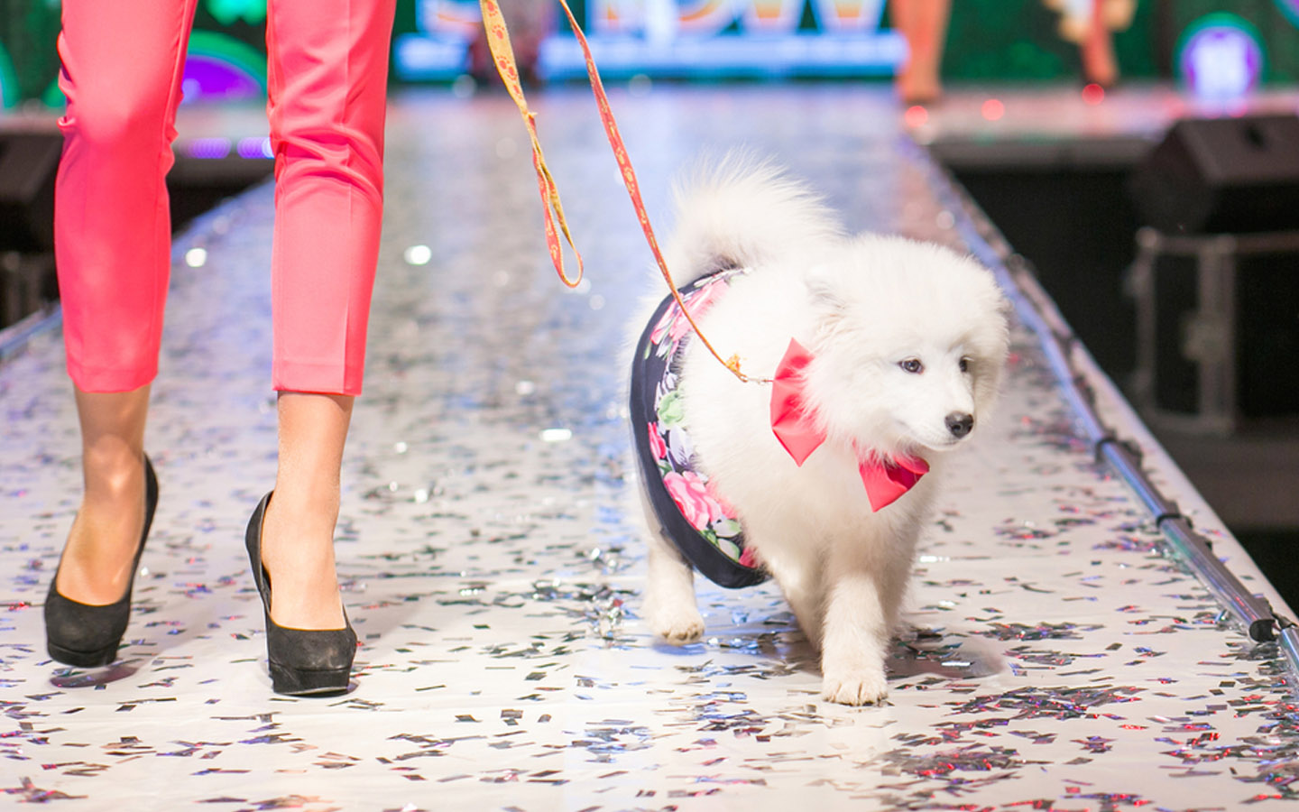 Guide to Dubai Pet Festival 2022 Events, Registration & More MyBayut