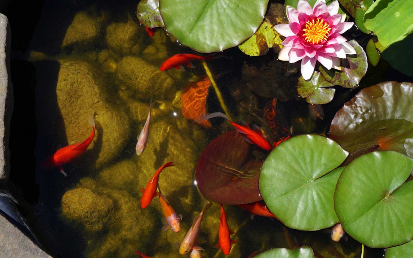 How to create an indoor aquatic garden in Dubai MyBayut