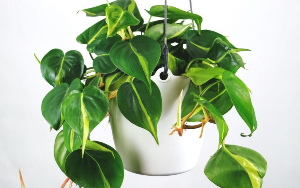 there are several health benefits of having indoor plants like ZZ plant