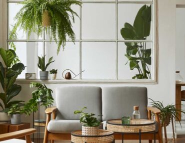 benefits of indoor plants in dubai