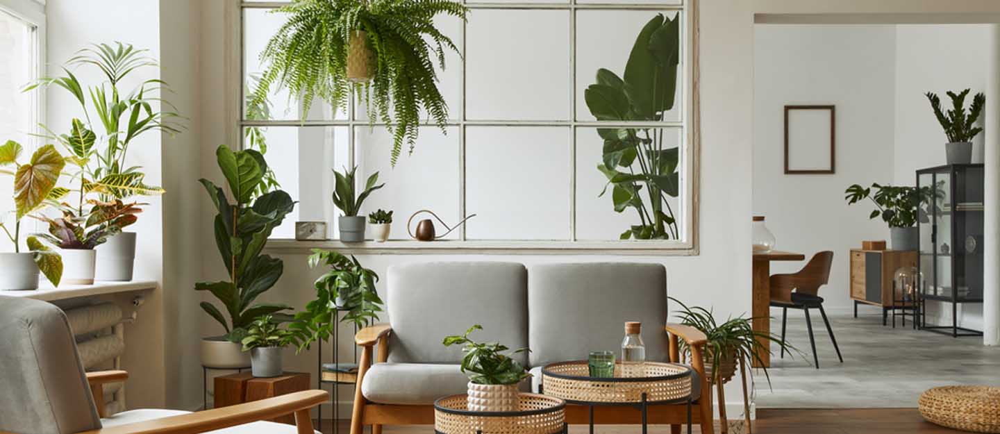 benefits of indoor plants in dubai