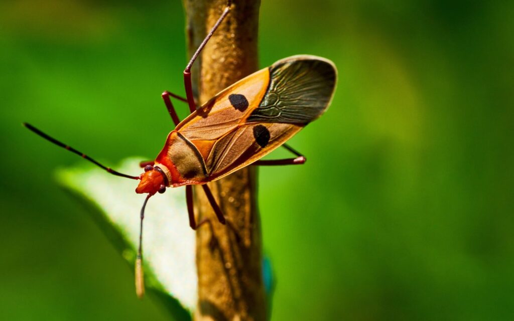 Different insects, including stick insects and beetles, in the tropical domes of The Butterfly Gardens Abu Dhabi.