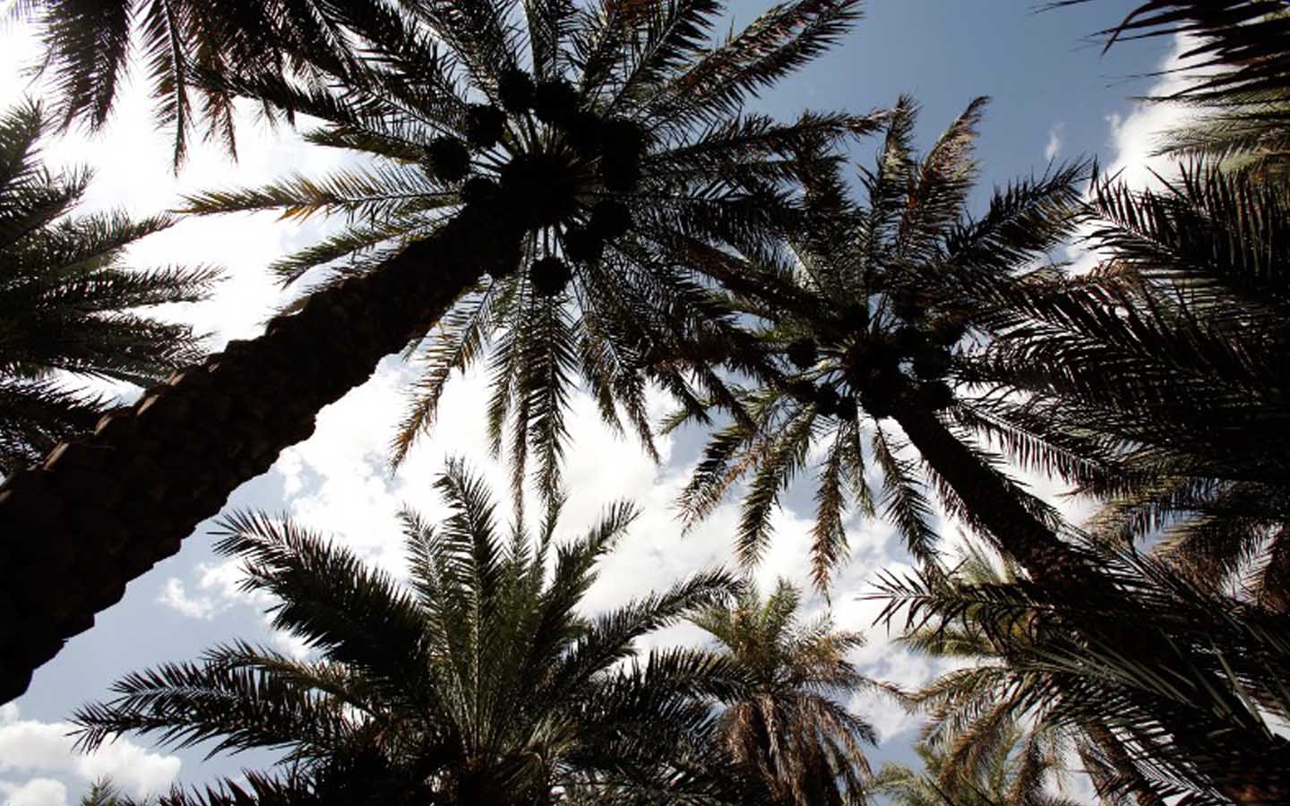 واحة ليوا في دولة الإمارات العربية المتحدة - مهرجان ليوا للتمور | ماي بيوت