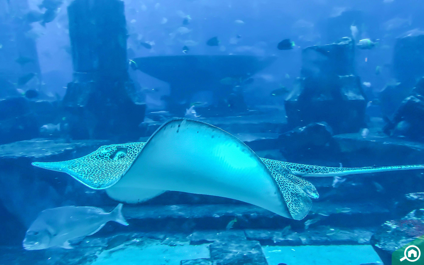A sting ray and other animals