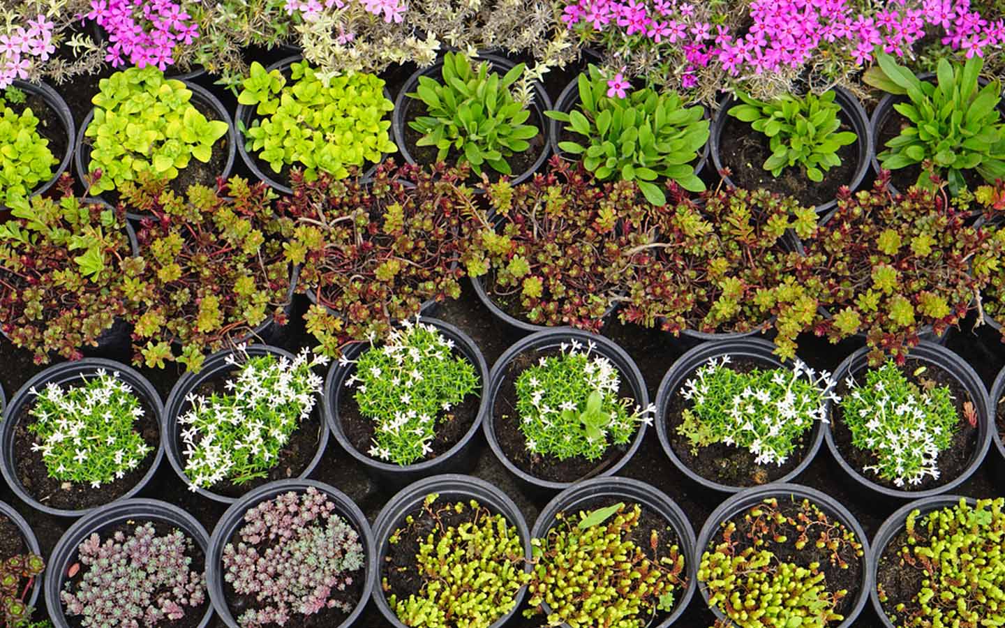 مجموعة من النباتات