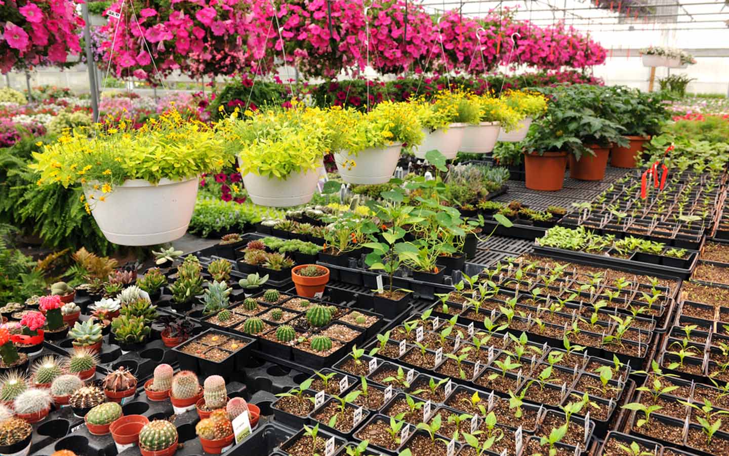 صبار وشتلات معلقة