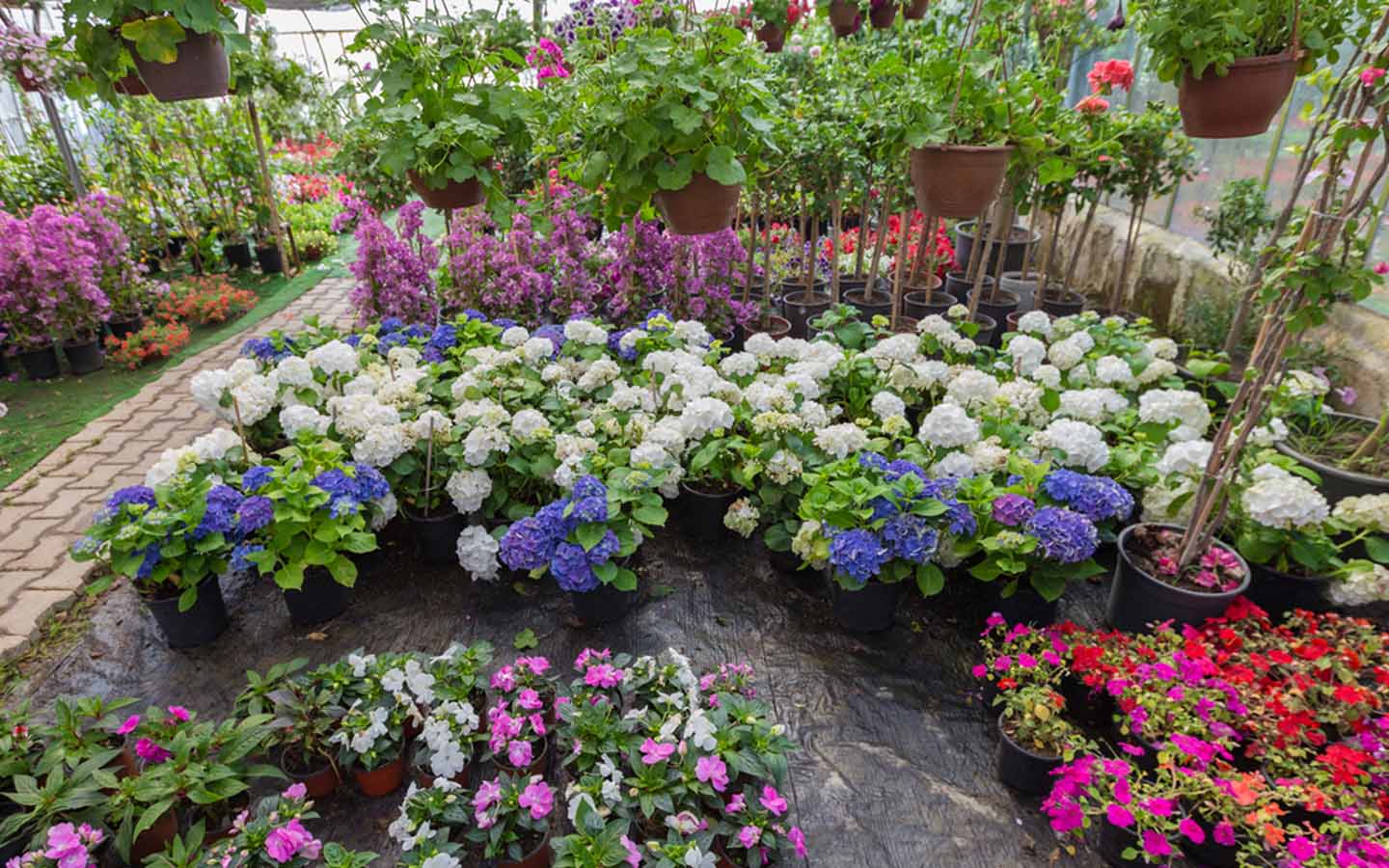 مجموعة من الأزهار