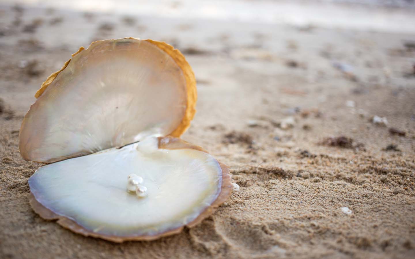 Real peal embedded in a shell
