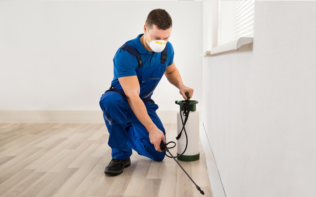 professional pest control services in Dubai