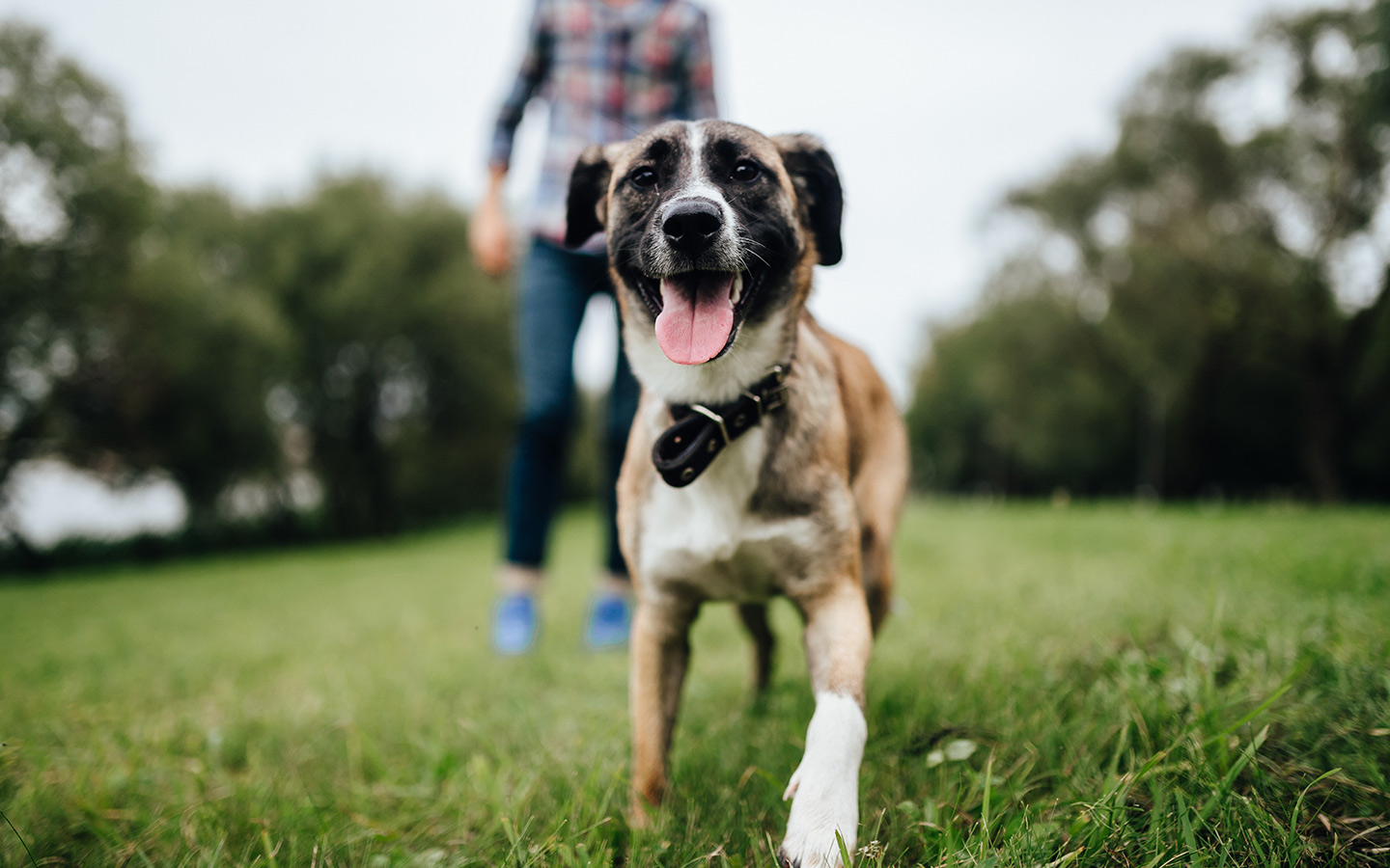 Best Dog Parks in Dubai BarkPark, My Second Home & More MyBayut