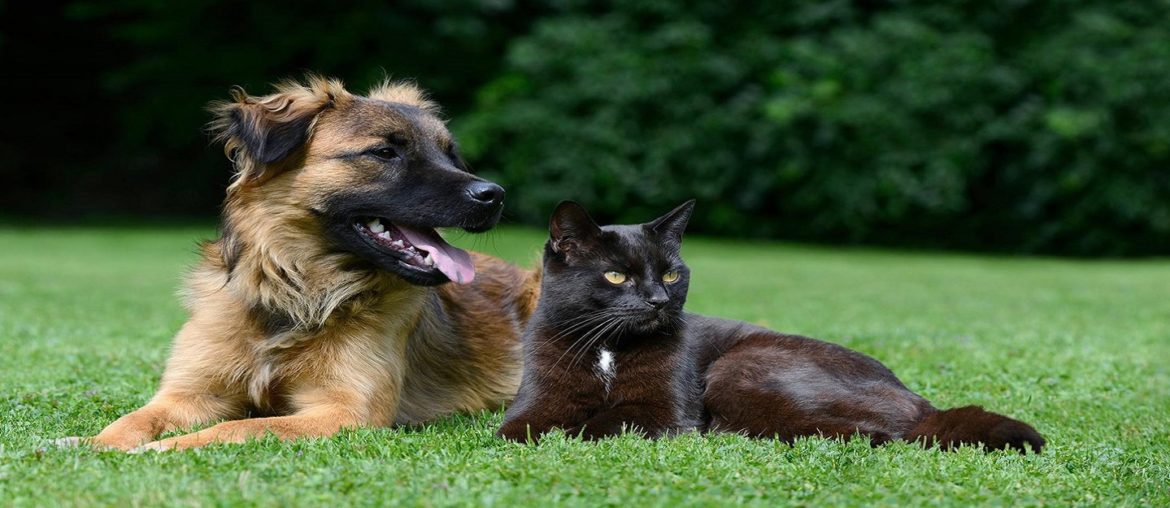 PetFriendly Parks in Dubai Burj Park, Dogventure HQ & More MyBayut