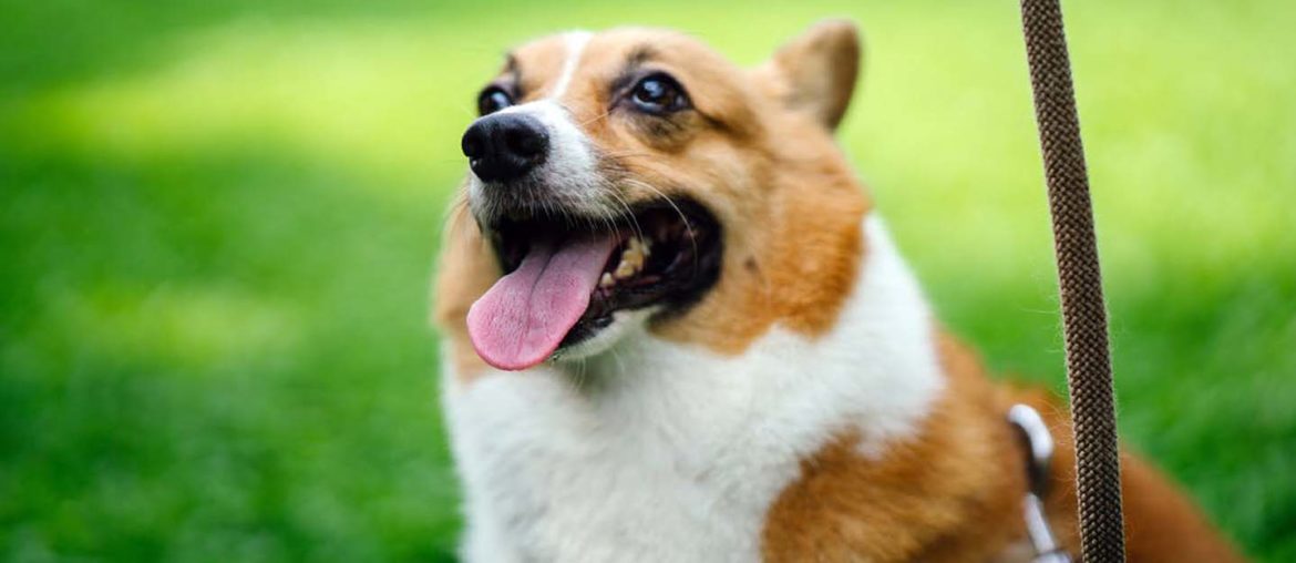 All about the petfriendly park at Junipers Vida Emirates Hills MyBayut