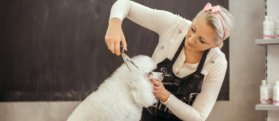 Best Places for Pet Grooming in Abu Dhabi MyBayut