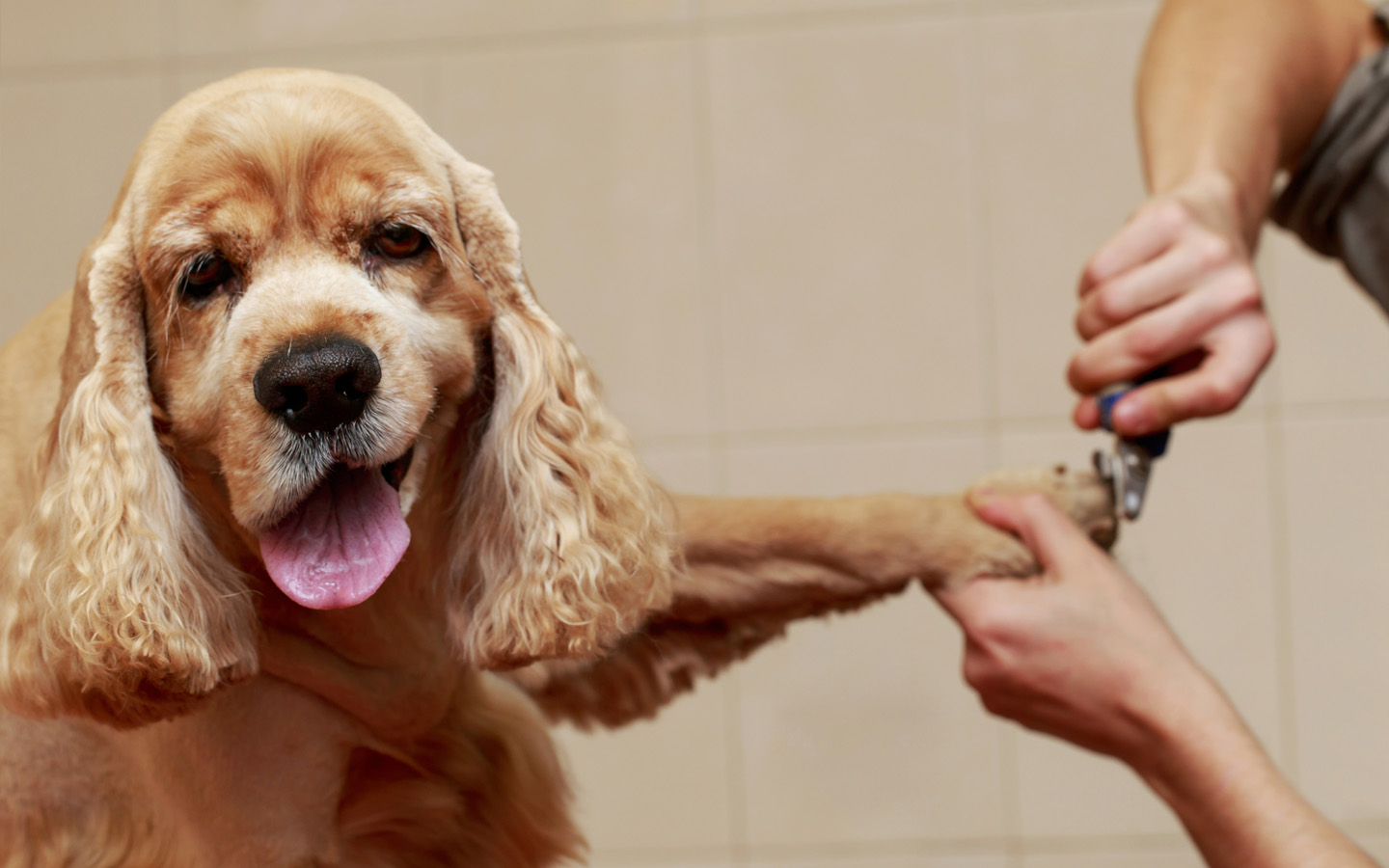 Pet Grooming in Dubai Shampooch, Woof Pet Service & More MyBayut