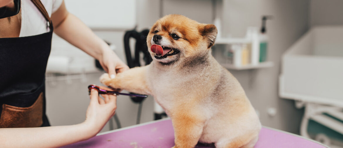 Pet Grooming in Dubai Shampooch, Woof Pet Service & More MyBayut