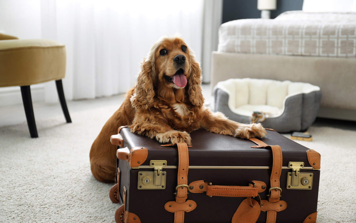 Best Pet Hotels in Dubai Dog House, Petsville & More MyBayut
