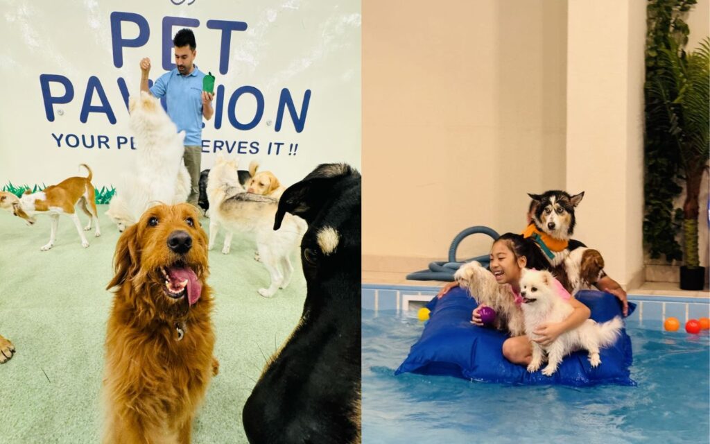 Expert care and joyful moments at doggy daycare in Abu Dhabi