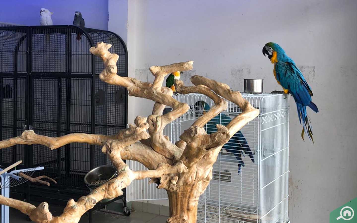 Dubai Birds and Pets Market: Shops, Clinics & More - MyBayut