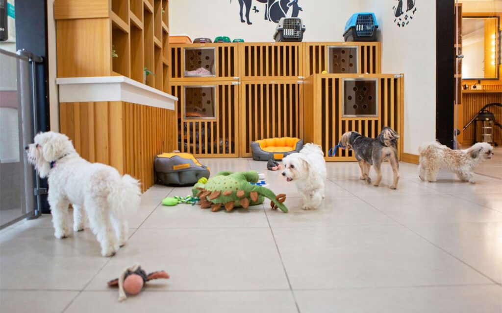 Pet Corner is one of the fun and safe places to leave dogs in Abu Dhabi