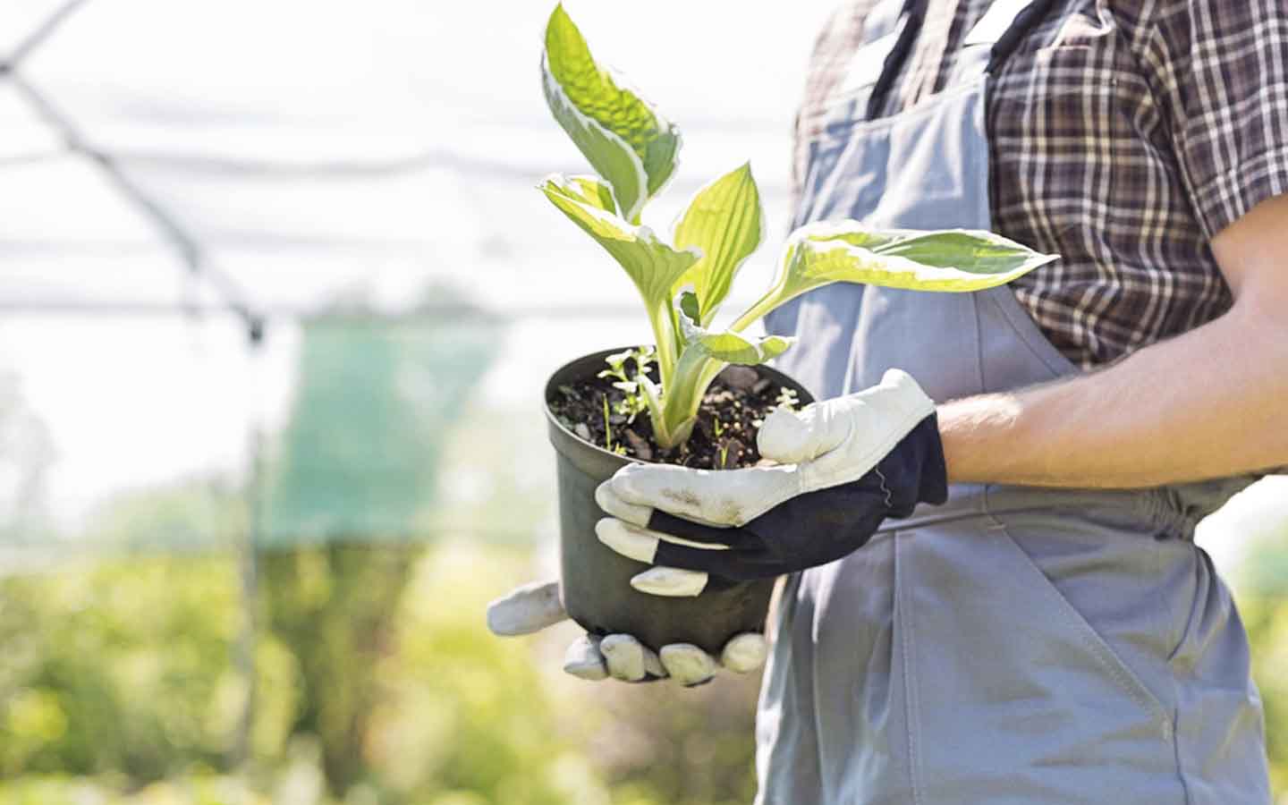 Plant Nurseries in Sharjah Plant Street, Delta Nursery & More MyBayut