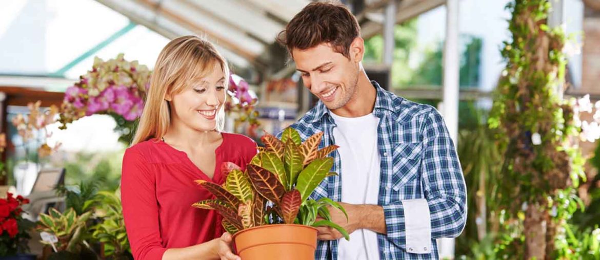 Plant Nurseries in Sharjah Plant Street, Delta Nursery & More MyBayut
