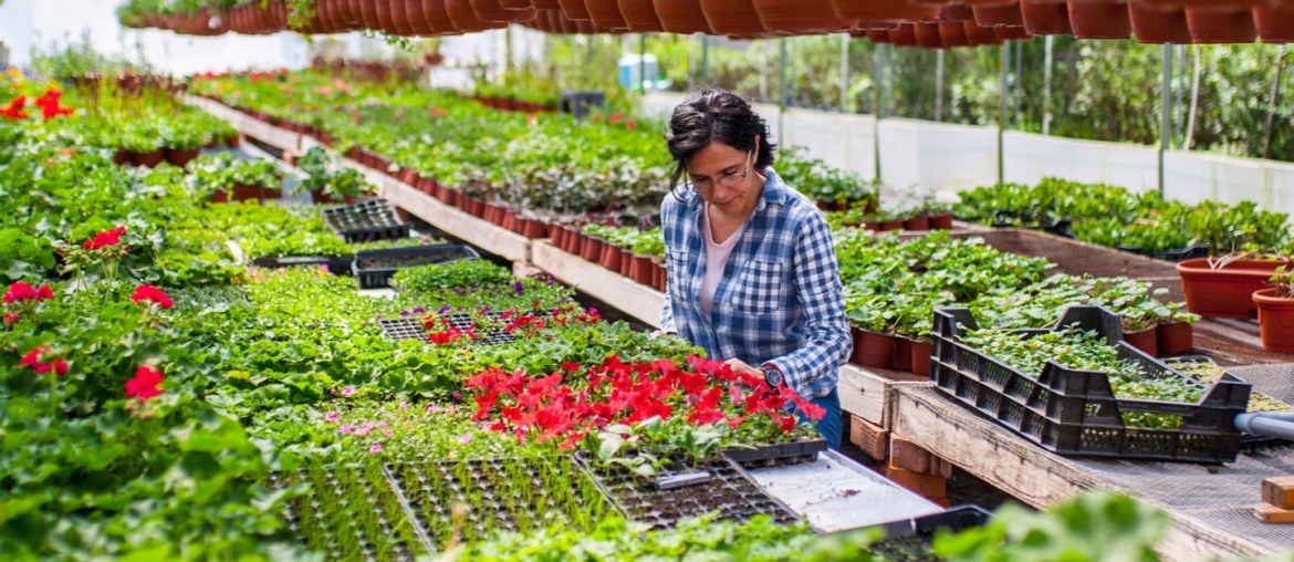 Plant Nurseries in Abu Dhabi Royal Garden, Al Bahia & More MyBayut