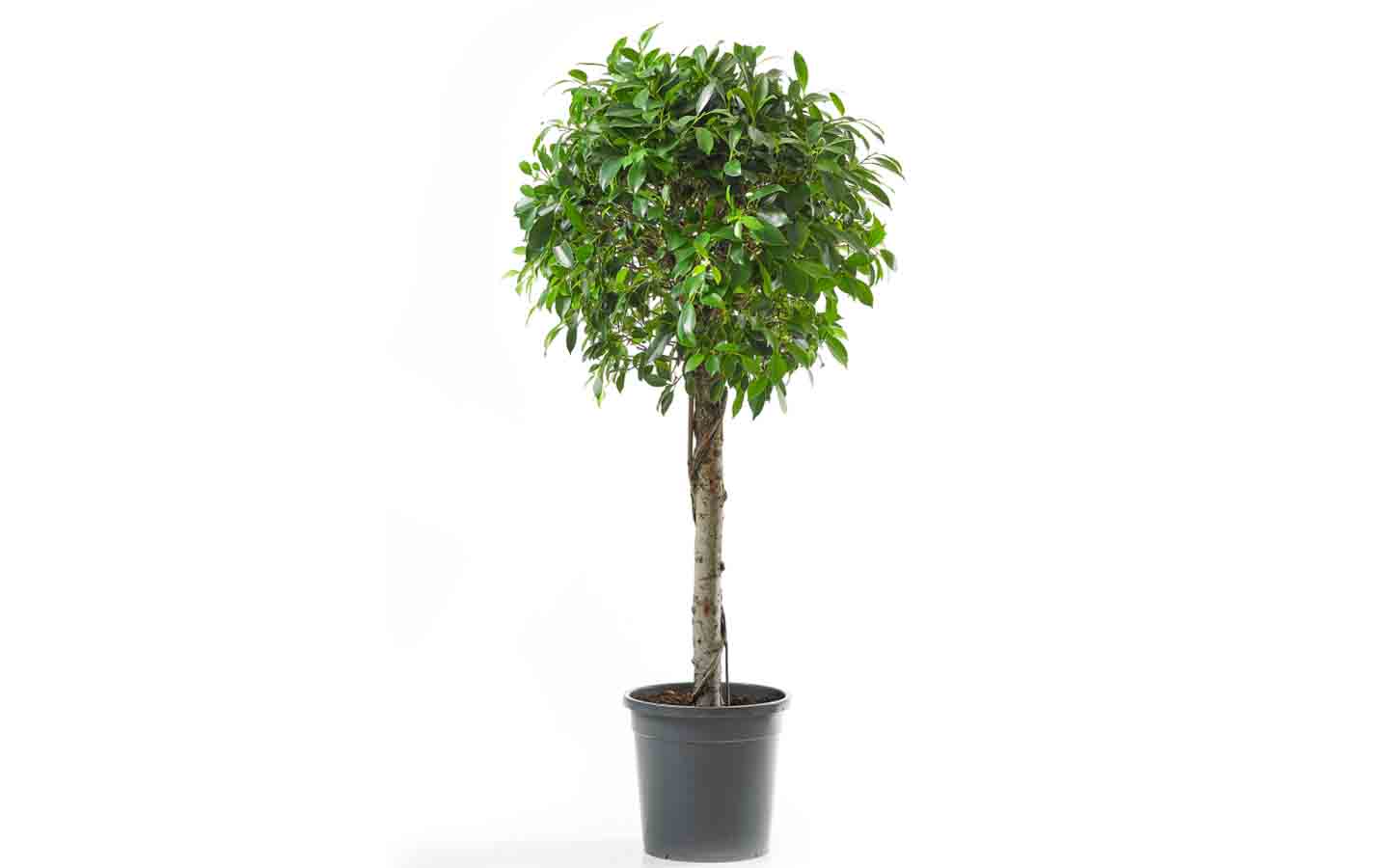 فيكوس سيلك تري