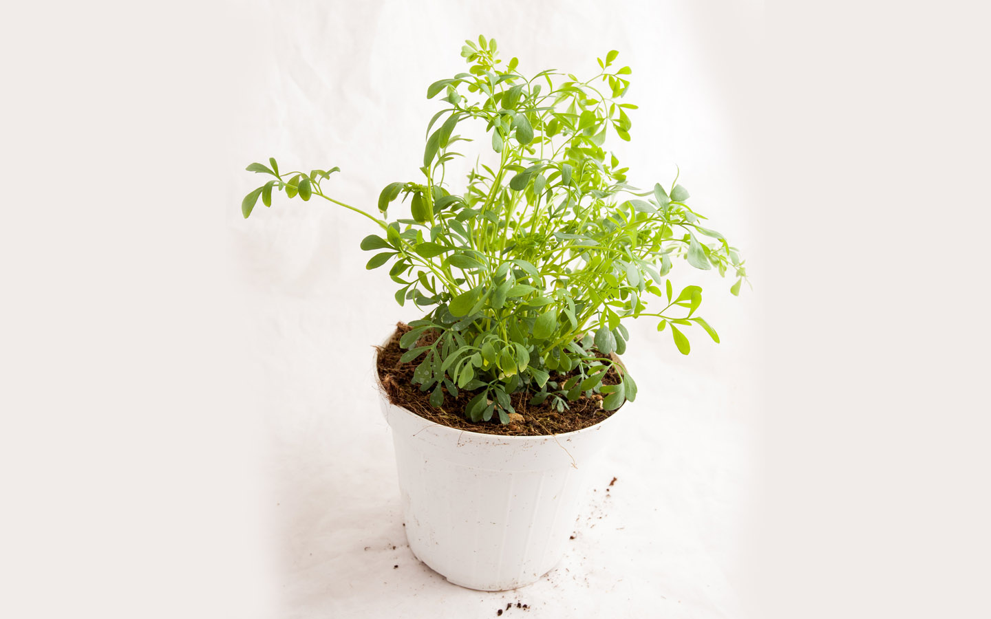 نبات السذاب