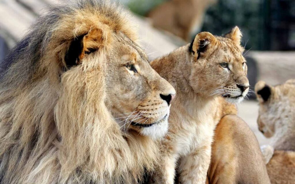 Enjoy Sharjah Safari family activities