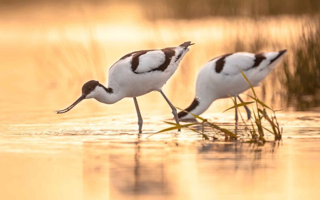 know about the sharjah safari park ticket price and timings