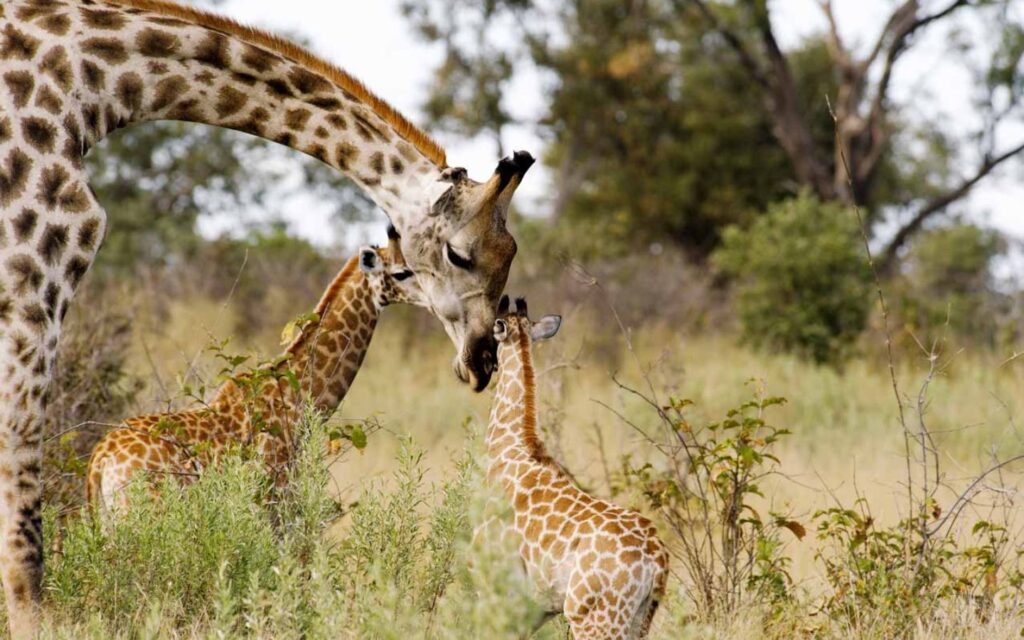 see different species of animals at the Sharjah Safari animals and environments
