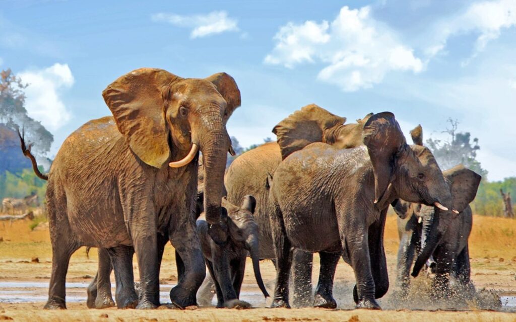 Sharjah Safari walking tour and bus tour package