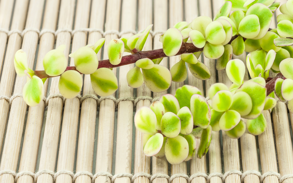 Top 5 Gardening Tips For The Hot Weather In The Uae Mybayut