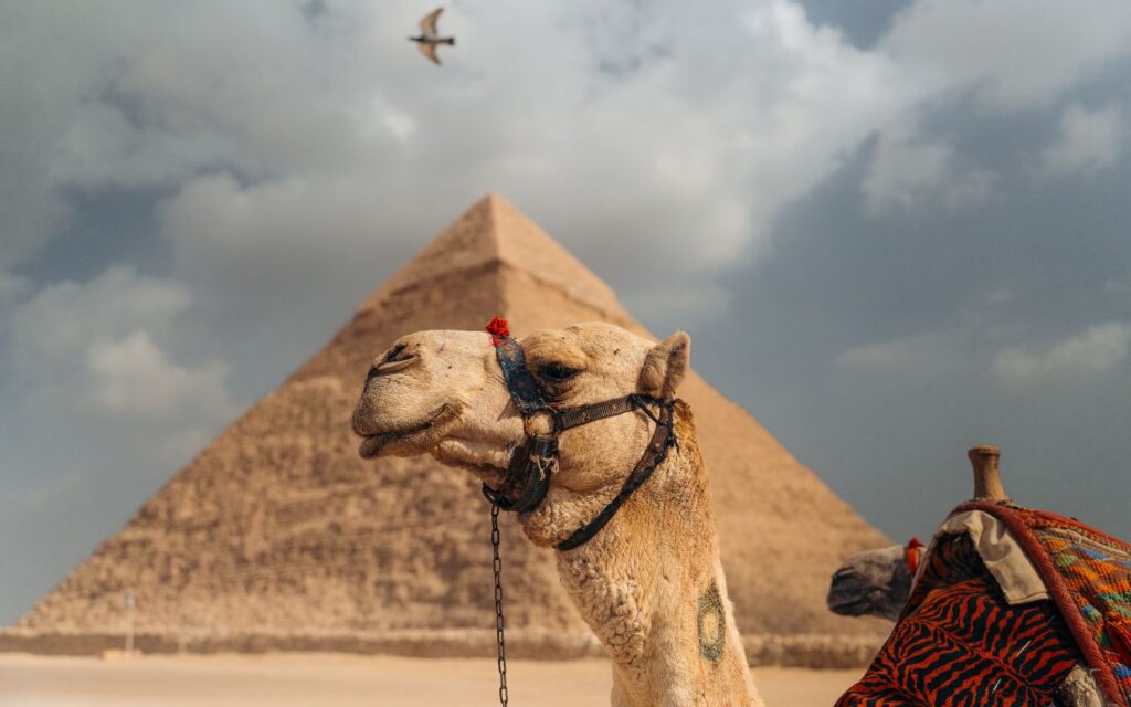 Close-up of a camel standing on sandy dunes with wind patterns.