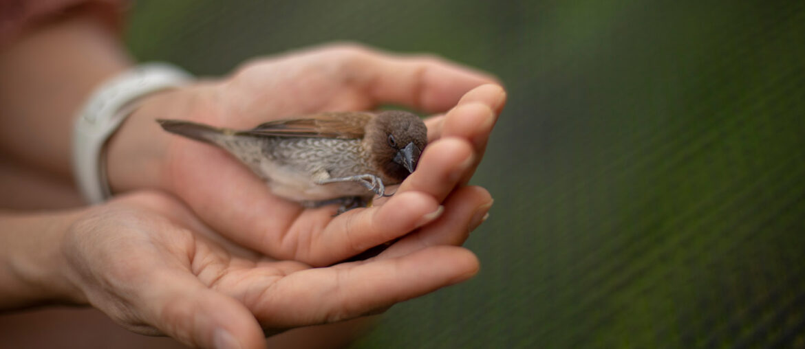 Complete Guide to Wildlife Rescue Centres in Dubai MyBayut