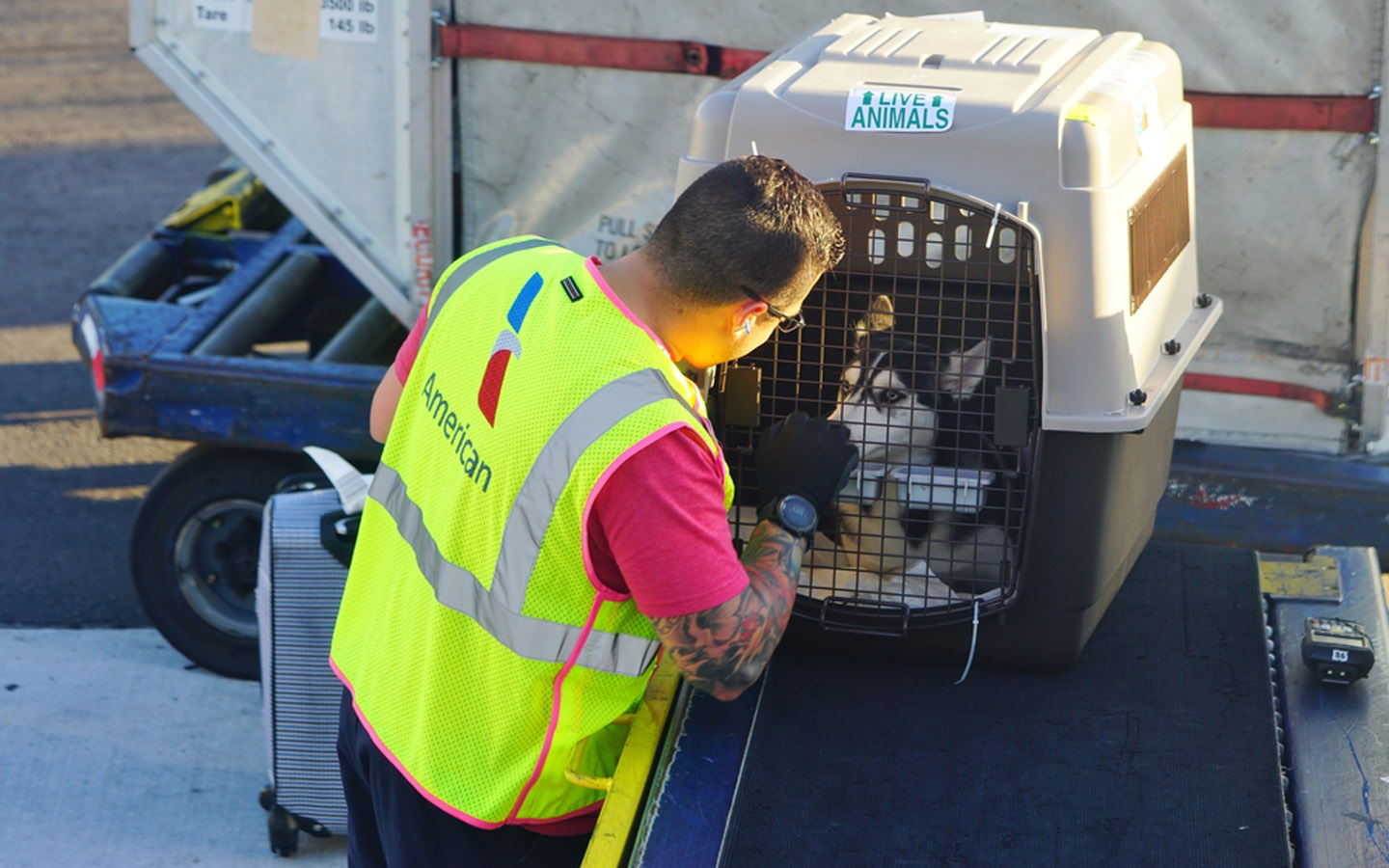 دليل إجراءات و شروط سفر الحيوانات الاليفة من وإلى دولة الإمارات ماي بيوت